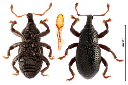 Leiosoma oblongulum